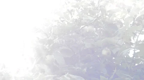 Harvest Stock Footage 25559129