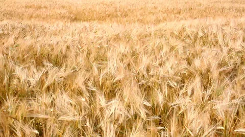 Harvest Video stock 26145730