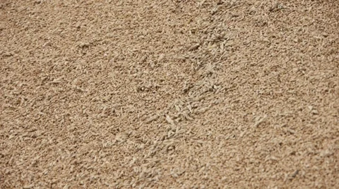 Harvest Stock Footage 31957567