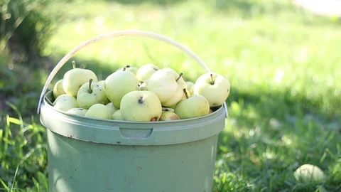 Harvest Stock Footage 113318890