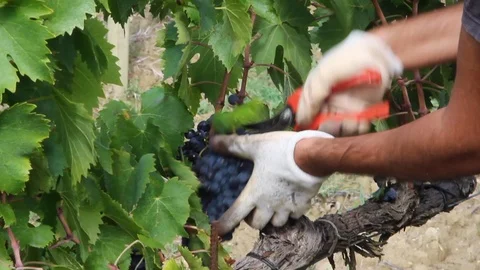 Harvest 스톡 동영상 124058374