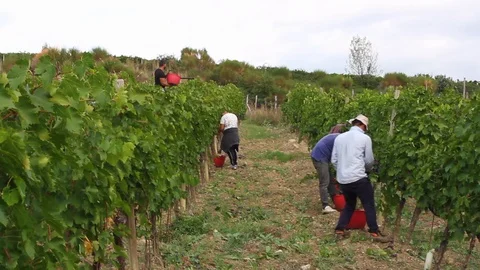 Harvest Video stock 124058382