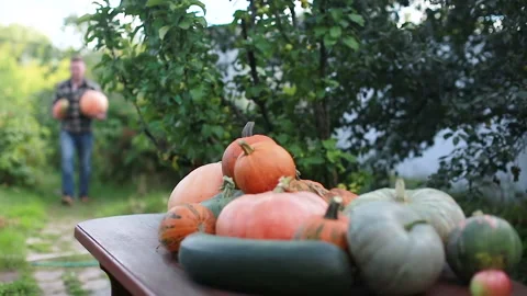 Harvest Stock Footage 139040527