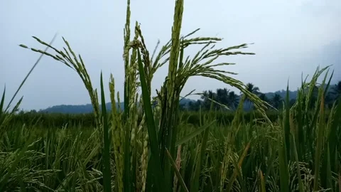 To harvest Stock Footage 209169669