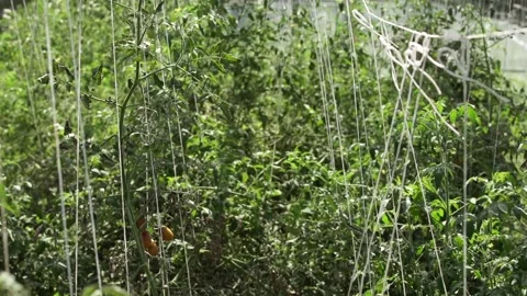 Harvest Stock Footage 265071480