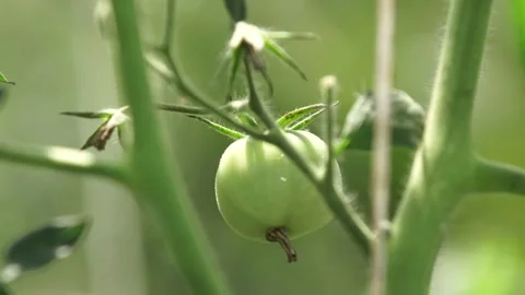Harvest Stock Footage 265071512