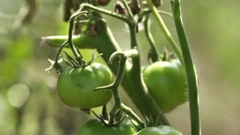 Harvest Stock Footage 265071594