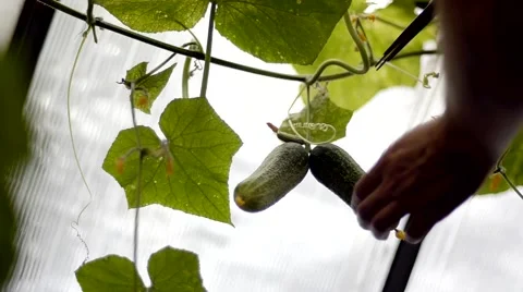 Harvest fresh cucumber Stock Footage 40347987