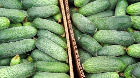 Harvest of fresh cucumbers in boxes at the local market Stock Footage 138829756