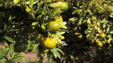 Harvest of fresh orange Stock Footage 26235843