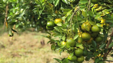 Harvest of fresh orange Stock Footage 26235943