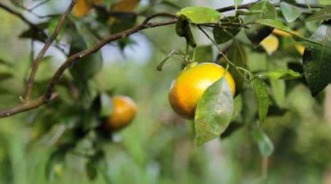 Harvest of fresh orange Stock Footage 26236136