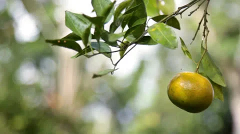 Harvest of fresh orange Stock Footage 26236339