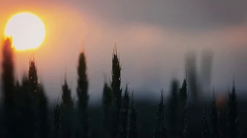 Harvest of fresh wheat at sunset, background Stock Footage 110286004