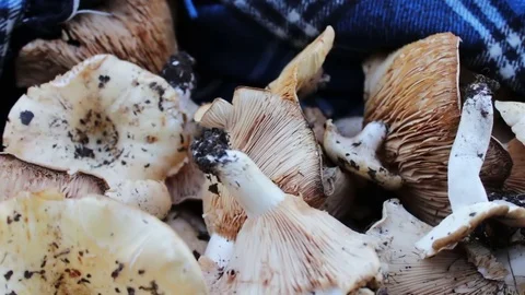 Harvest of freshly picked mushrooms in the forest that lie on a table Stock Footage