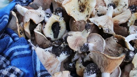 Harvest of freshly picked mushrooms in the forest that lie on a table close up Stock Footage