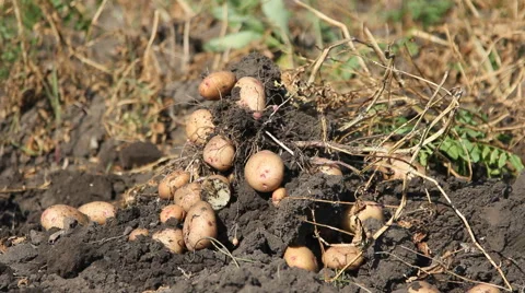 With the harvest in the garden Stock Footage 65366405