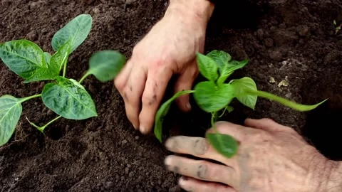 Harvest in the garden Stock Footage 196992212