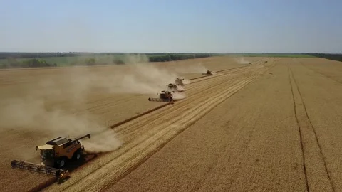 Harvest goes on the field low angle from drone. Collecting wheat. 4K Stock Footage 120120352