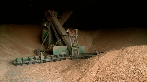 The harvest of grain crops. Elevator. Storage of wheat grain. Preparation of Stock Footage 76385150