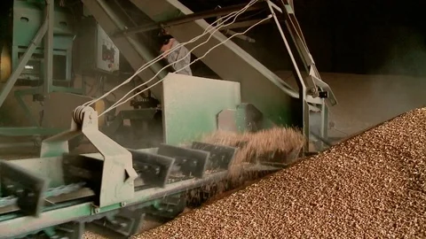 The harvest of grain crops. Elevator. Storage of wheat grain. Preparation of Stock Footage 76385628