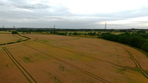 Harvest grain fields beneath dramatic evening clouds. Mature wheat or barley 動画素材 338069214