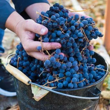 Harvest of grapes Stock Photos