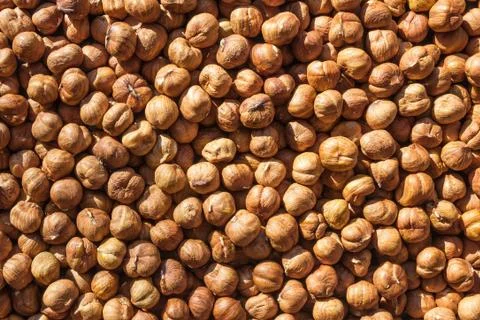 Harvest of hazelnuts. Stock Photos