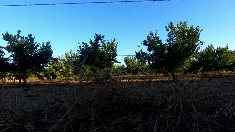 Harvest Lane Trees Stock Footage 139548689