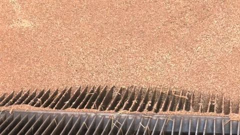 Harvest a large quantity of barley grains. Video stock 229160812