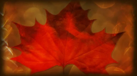 Harvest Leaf 1080  background Stock Footage 50778437