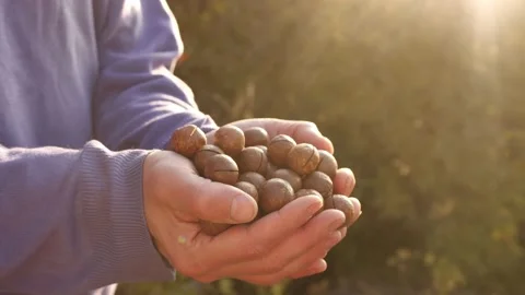 The harvest of macadamia nuts in the hands of a farmer. Macadamia nut plantation Vídeo Stock 226862325