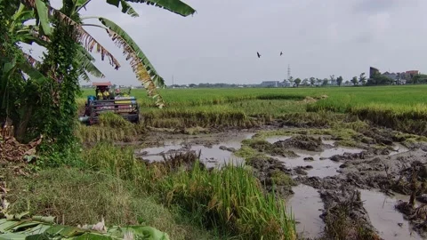 Harvest Machine at Work in Rice Field Stock Footage 221936338