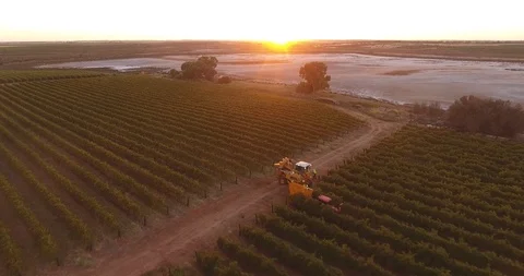 Harvest Machinery in Vines with Sunrise Stock Footage