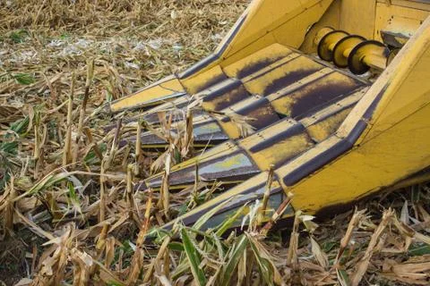 The harvest of maize corn Stock Photos