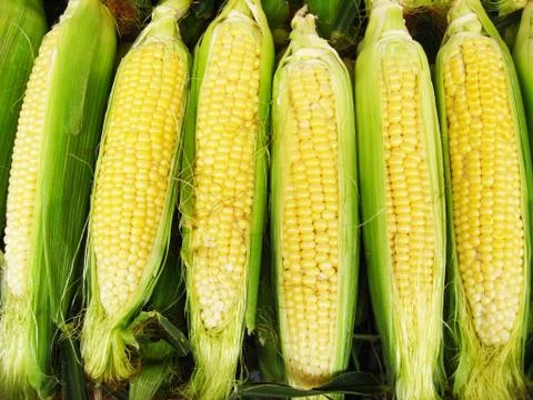 Harvest of a maize Stock Photos