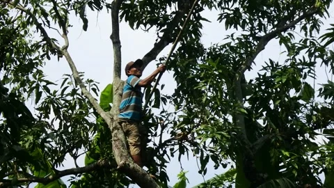 Harvest mango by climbing it, blora, central java, indonesia, September Stock Footage 145850255