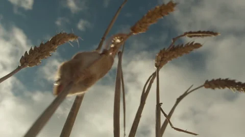 Harvest mouse climbing down a wheat stalk in a field Stock Footage 328178328