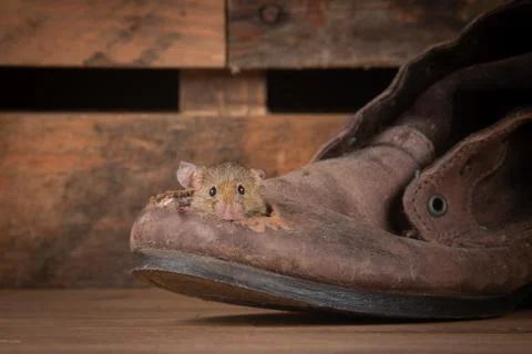Harvest mouse in old boot Stock Photos