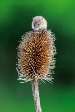 Harvest mouse Stock Photos