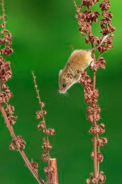 Harvest mouse Stock Photos
