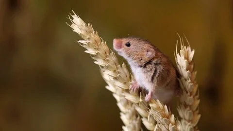 Harvest mouse1 HD 動画素材 84390485