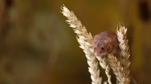Harvest mouse2 HD 動画素材 84392017