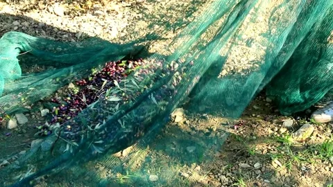 Harvest olives with fillets. Stock Footage 135069856
