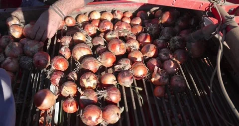 Harvest onion on field, workers sorting and cleaning onions on a conveyor Video stock 220328980