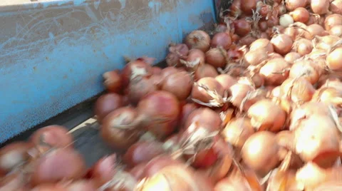 Harvest Onions in a Field Stock-Footage 68414521