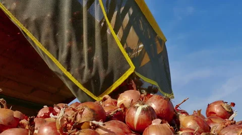 Harvest Onions in a Field Stock-Footage 68634232