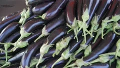 Solanum gilo, Scarlet eggplant, for sale, Stock Video