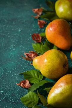 Harvest organic pears in the leaves. Stock Photos