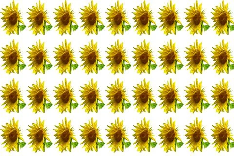 Harvest pattern of sunflowers used to make oil Stockillustratie